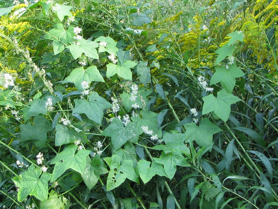 Эхиноцистис лопастный (колючеплодник)