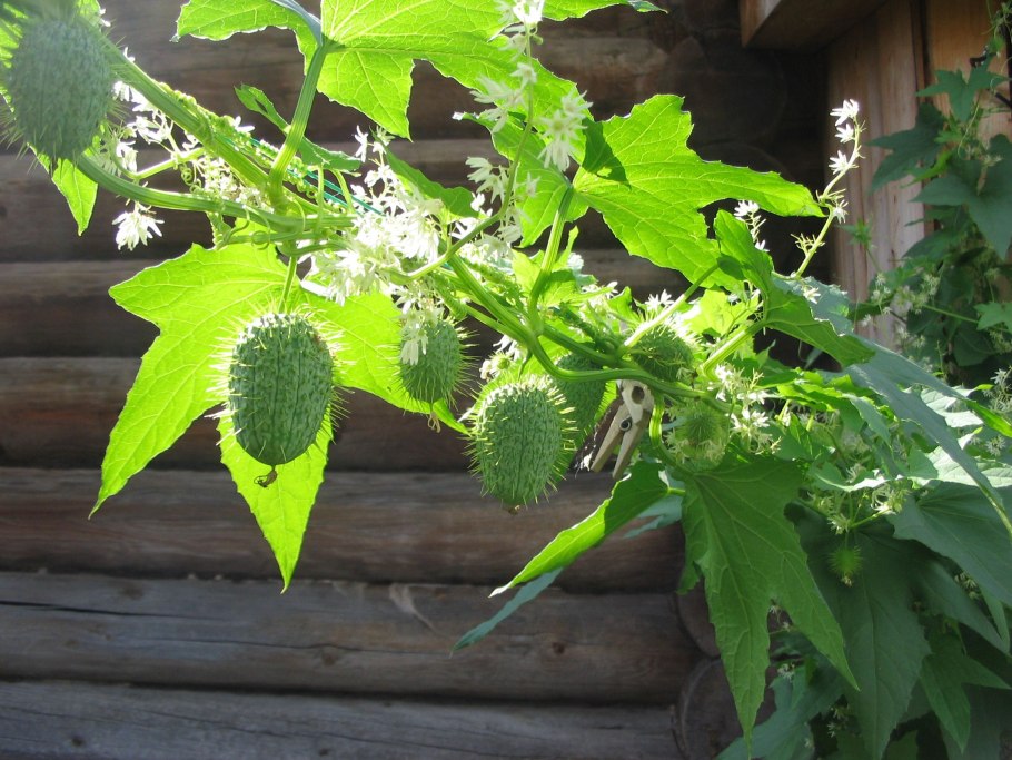 Вьюн эхиноцистис