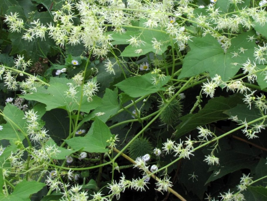 Вьюн эхиноцистис