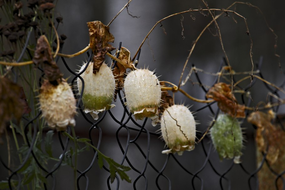 Вьюнок эхиноцистис