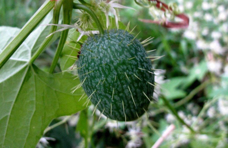 Бешеный огурец эхиноцистис семена