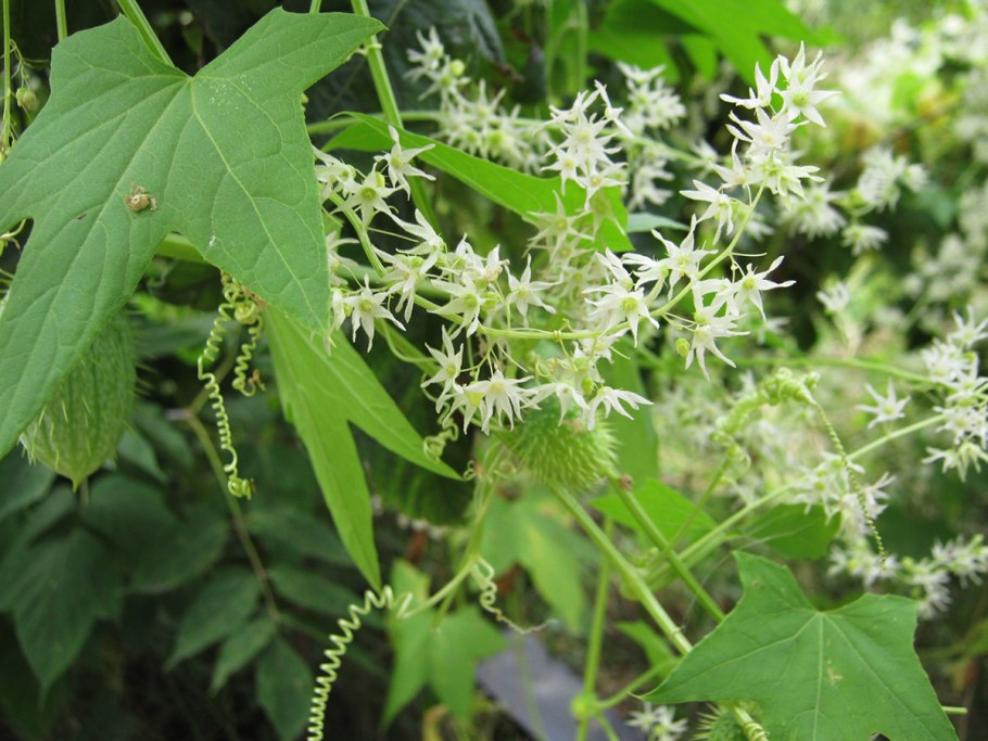 Вьюн эхиноцистис