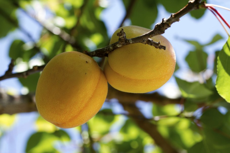 Абрикос хабаровский дерево