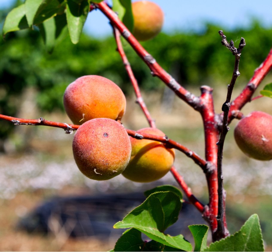 Абрикос ахджанабад