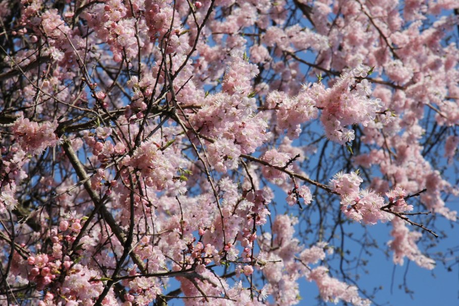 Абрикос маньчжурский