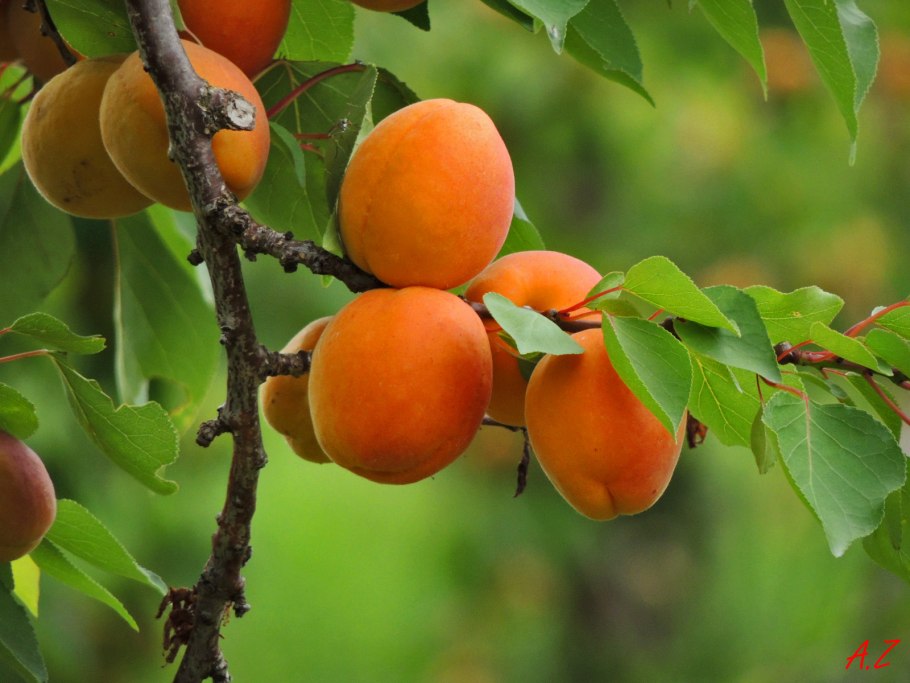 Абрикос триумф северный дерево