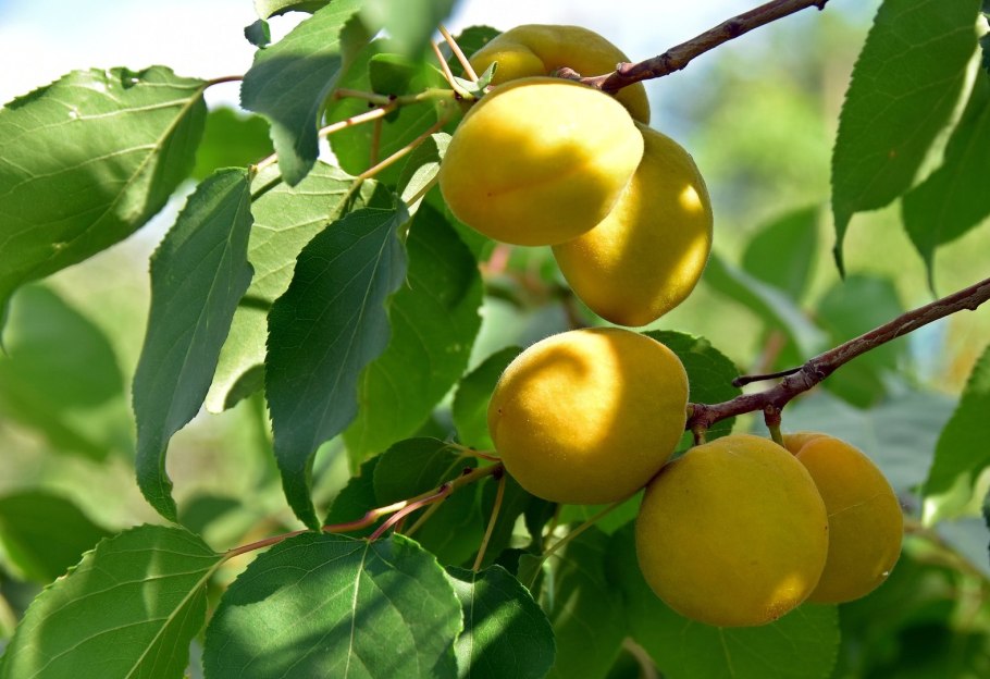 Абрикосы медовые