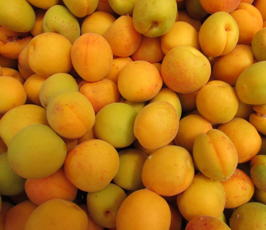 Сорт абрикос рубиста