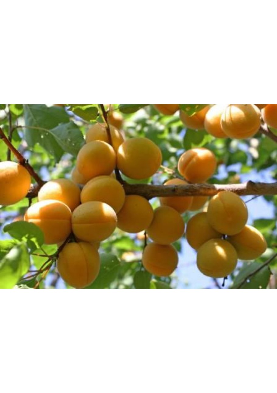 Абрикос обыкновенный