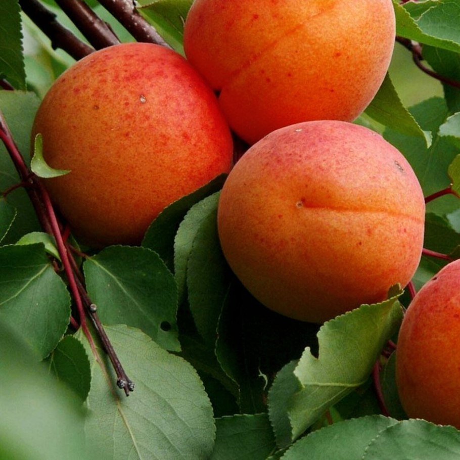 Спелый абрикос