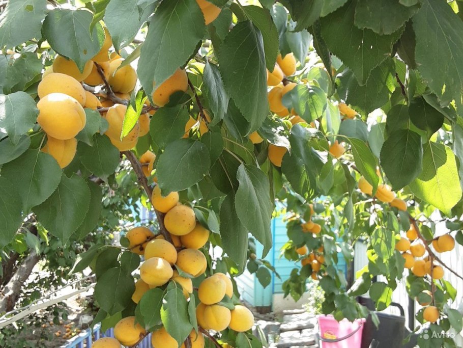 Абрикос колоновидный Голд