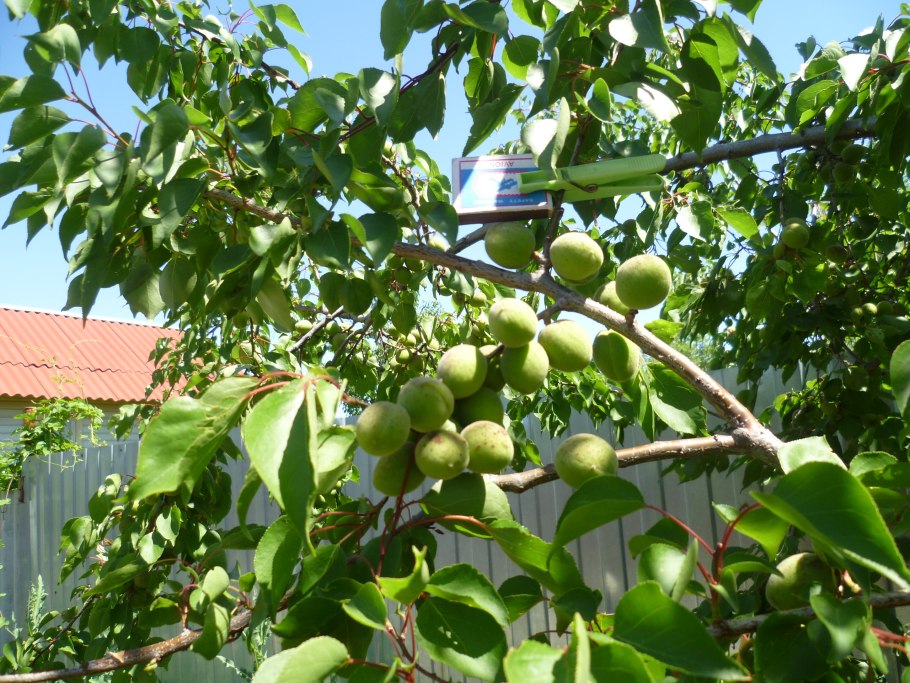 Абрикос маньчжурский дерево