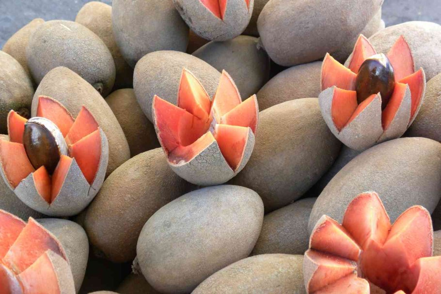 Абрикос крупноплодный