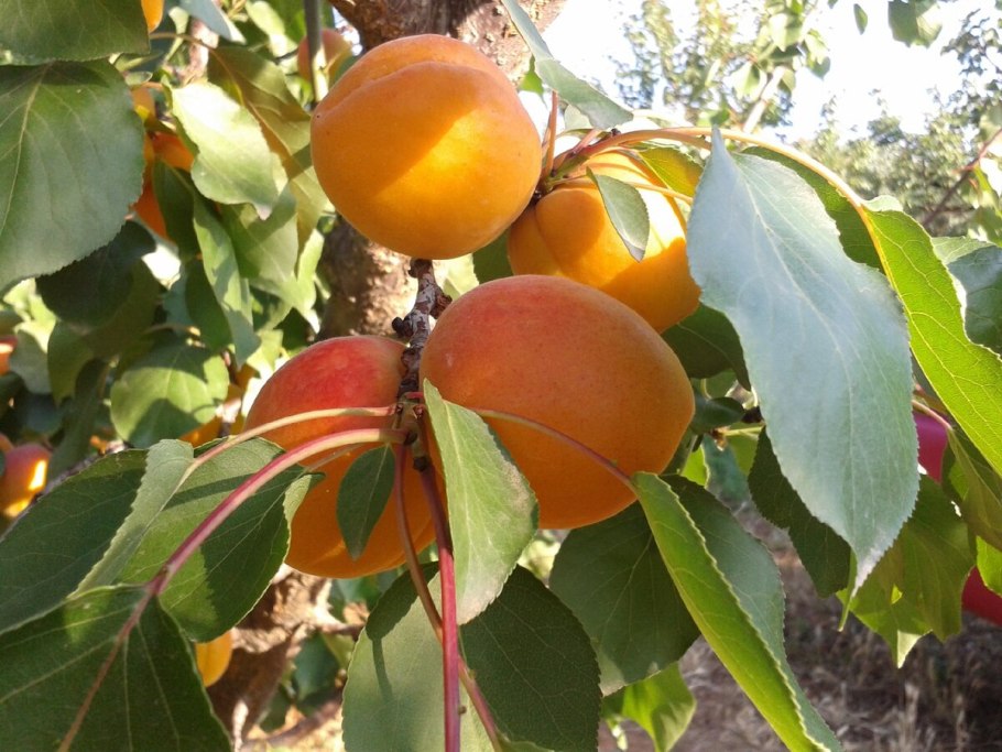 Саженцы абрикос Манитоба