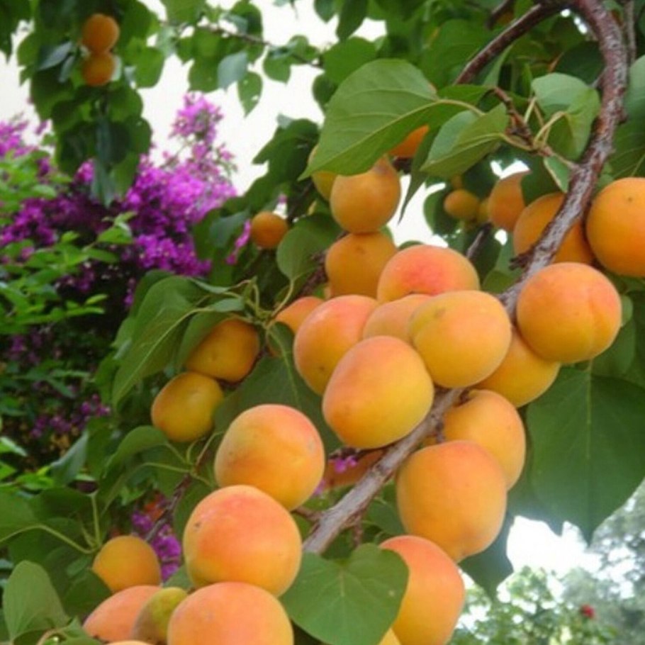 Американский абрикос (МАММЕЯ американская)