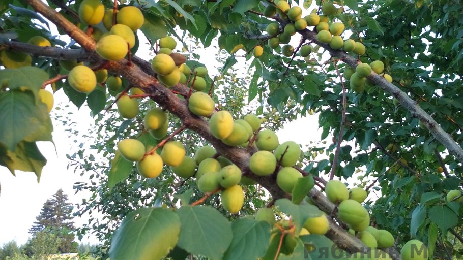 Абрикос дерево