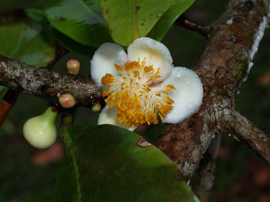 Жареные абрикосы