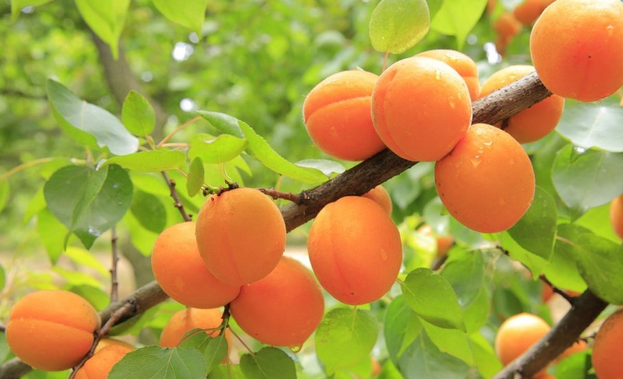 МАММЕЯ американская фрукт