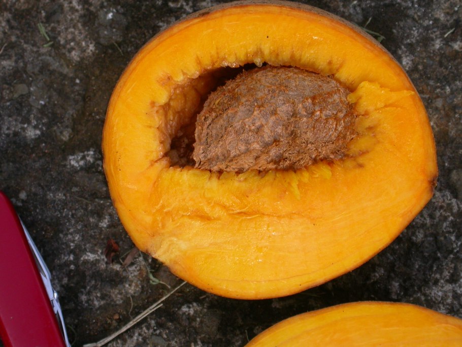 Американский абрикос (маммея американская)