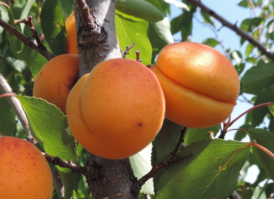 Абрикос ульянихинский
