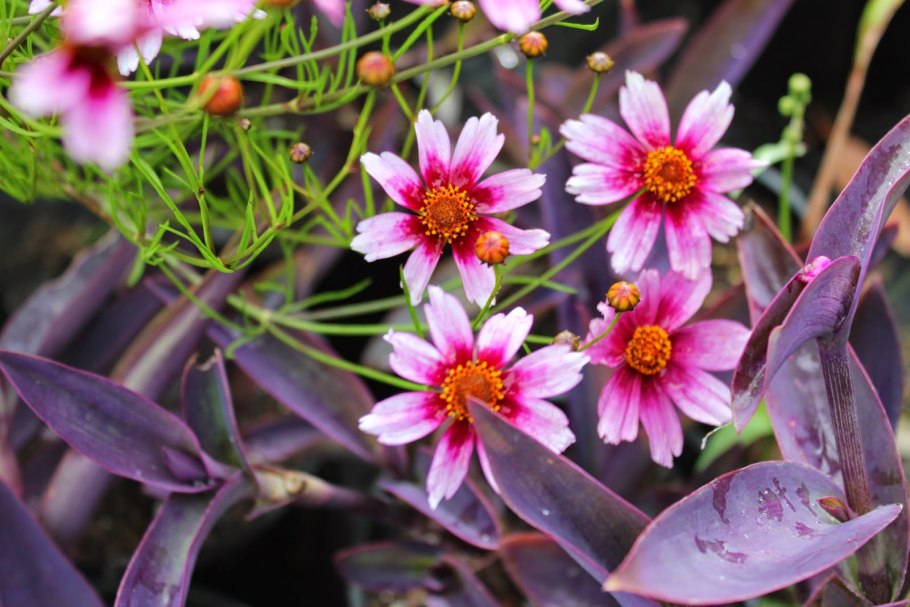 Кореопсис Американ Дрим