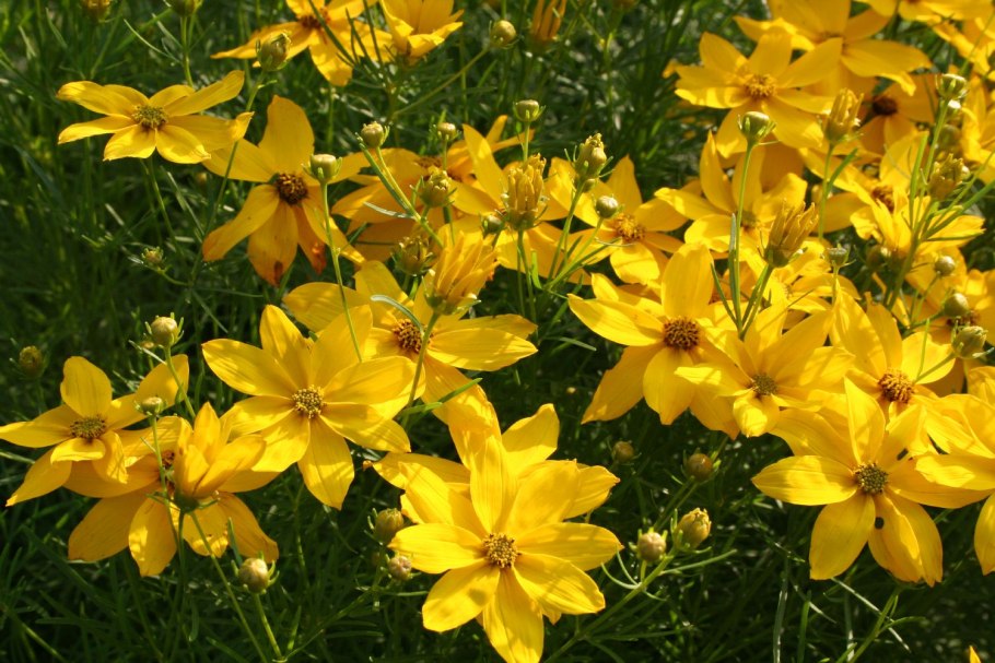 Кореопсис Hardy Jewel™ Pink Sapphire