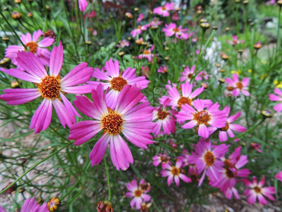 Кореопсис Пинк леди