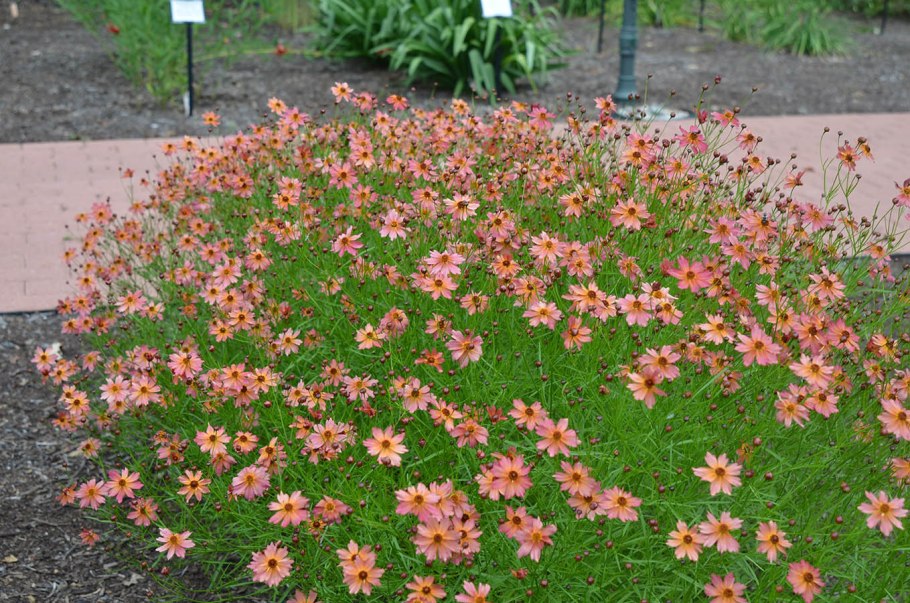 Кореопсис Санстар Роуз