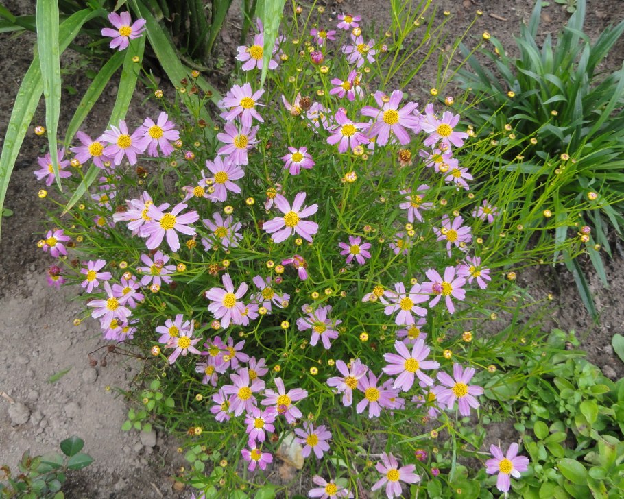 Кореопсис розовый Американ Дрим