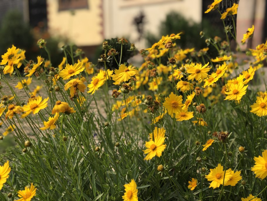 Кореопсис золотой шар многолетний