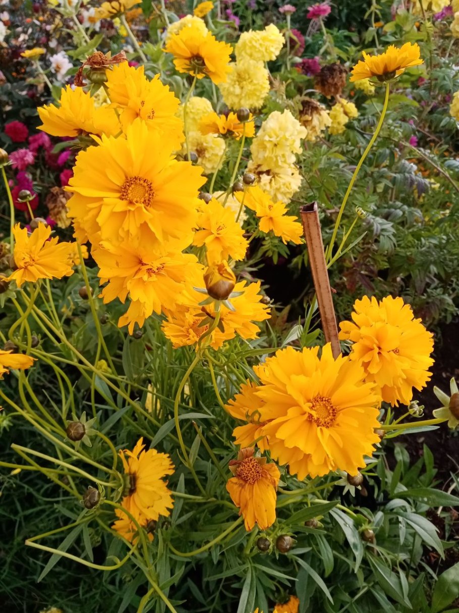 Кореопсис однолетний