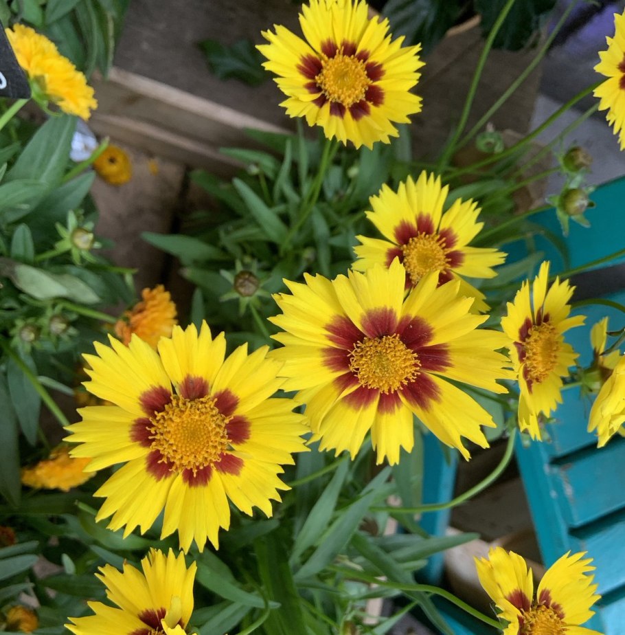 Кореопсис файрфлай