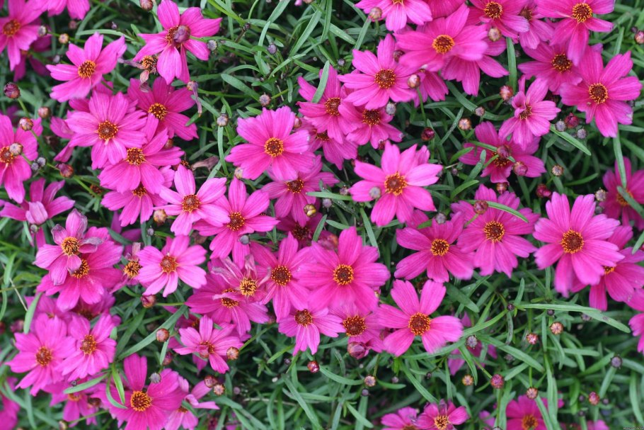 Кореопсис розовый многолетний