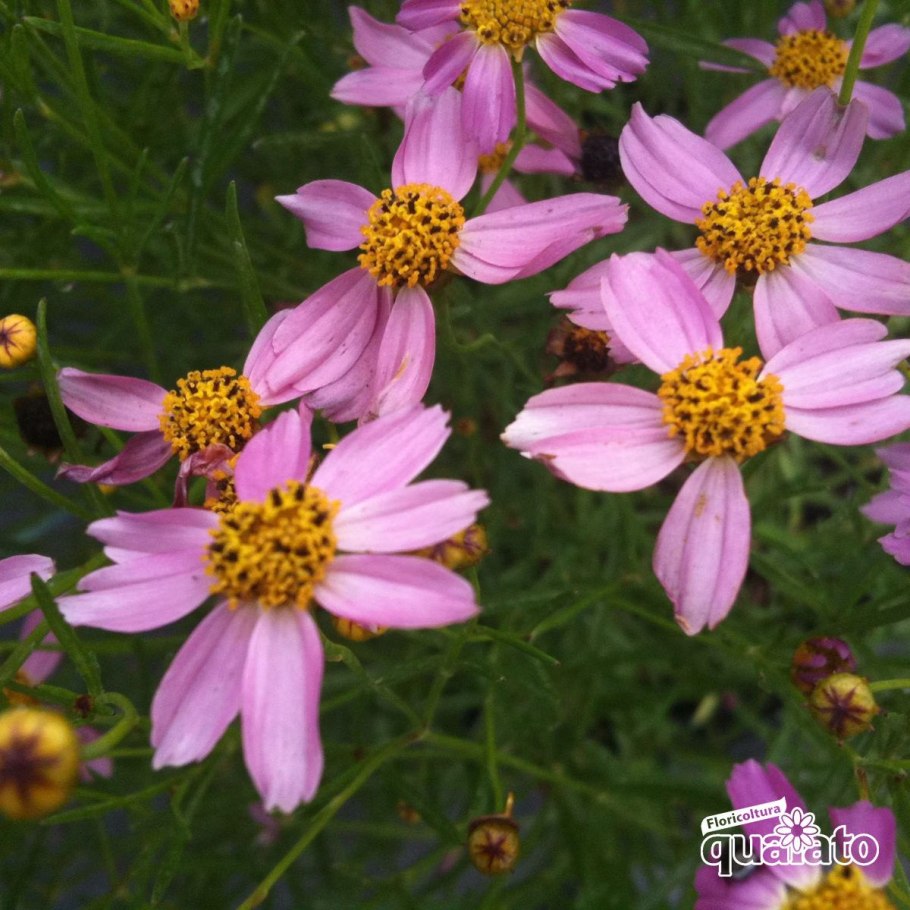 Кореопсис Американ Дрим