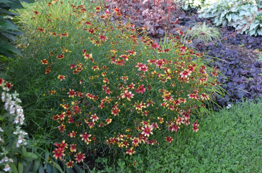 Кореопсис ланцетовидный