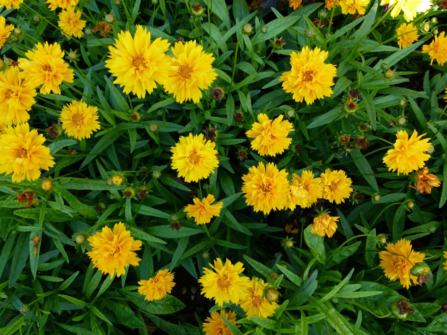 Coreopsis grandiflora early sunrise