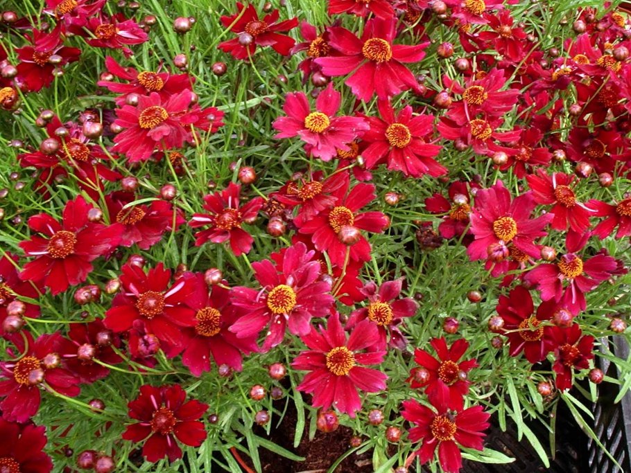 Кореопсис Пинк леди