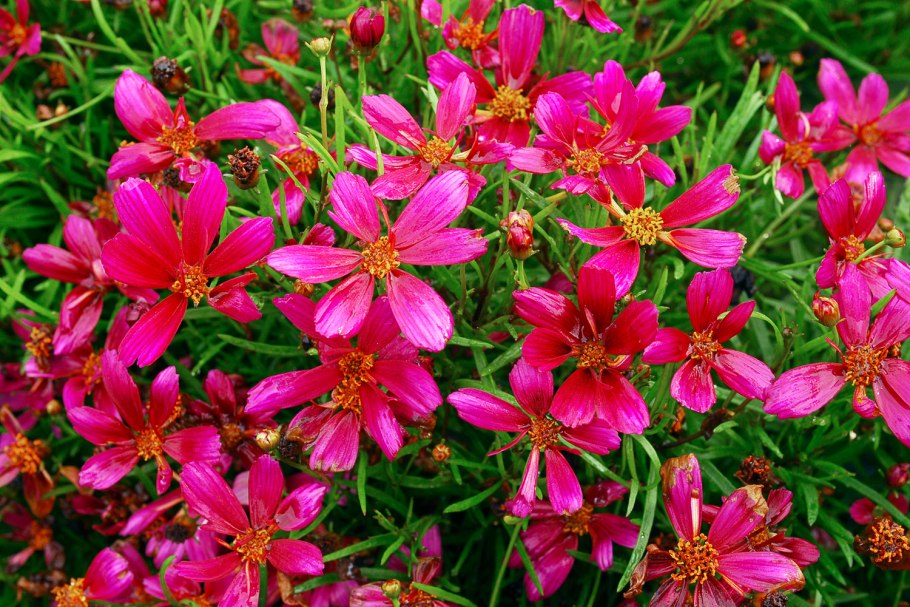 Кореопсис Гарнет