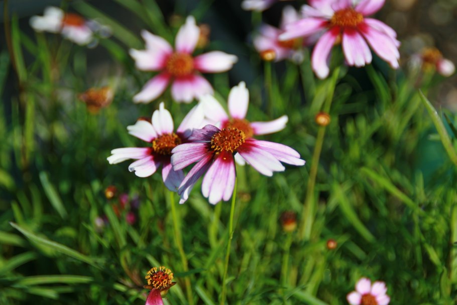 Цветы кореопсис однолетний