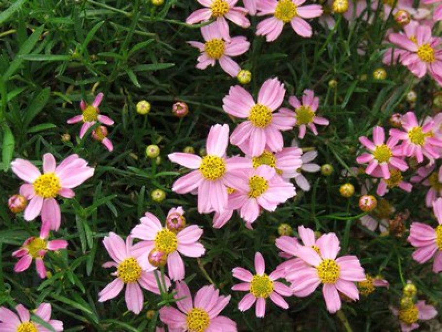 Кореопсис rosea American Dream