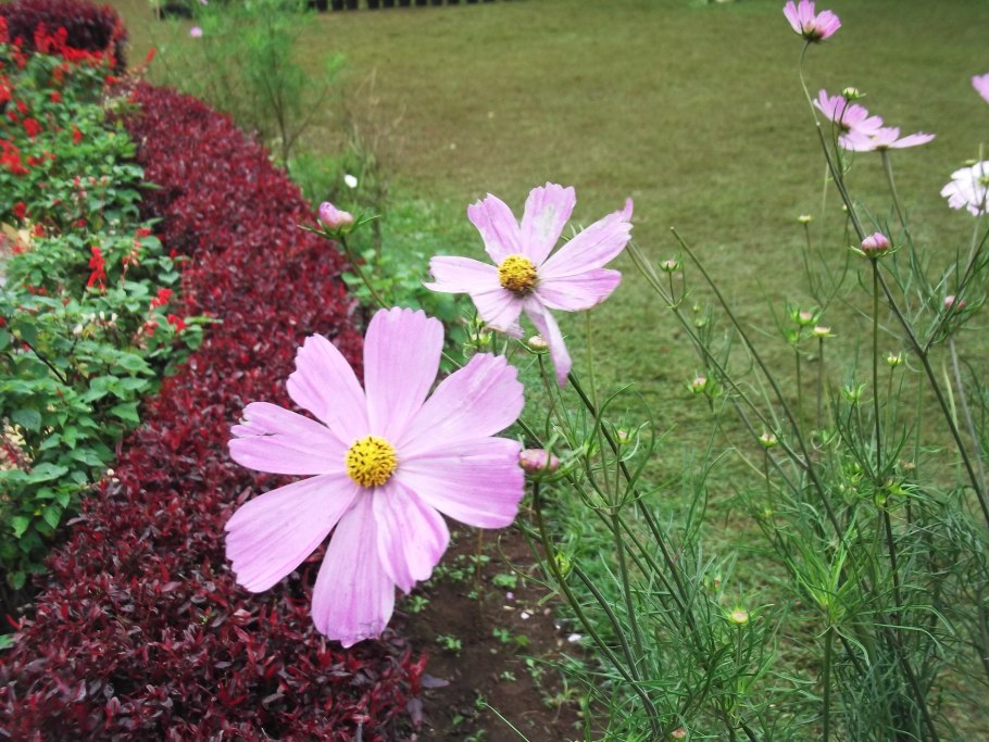 Кореопсис низовой