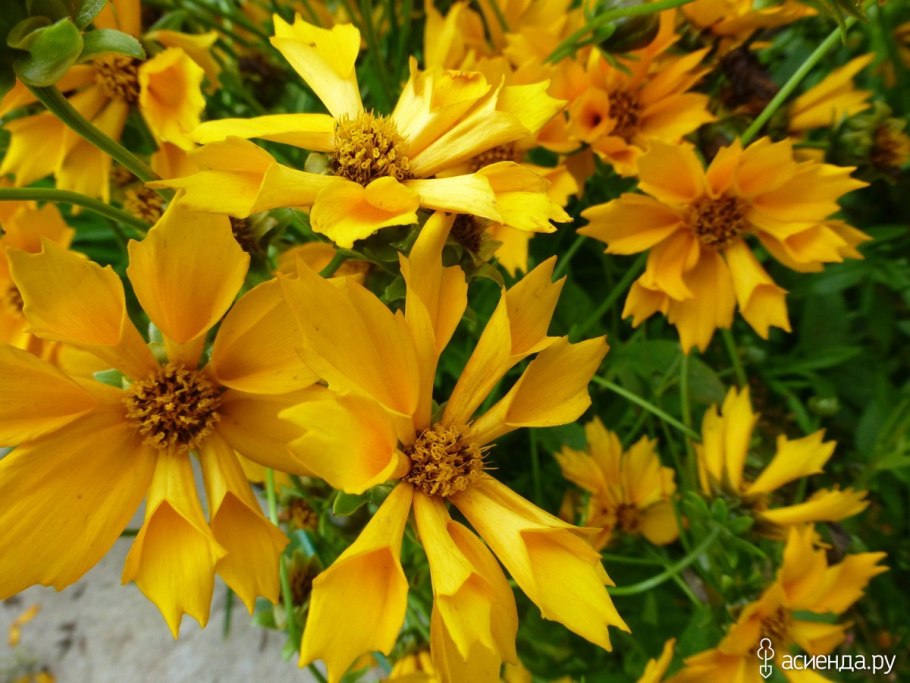 Кореопсис красильный Гольдштраль