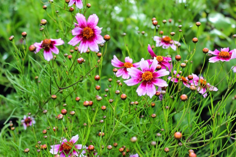 Кореопсис розовый многолетний