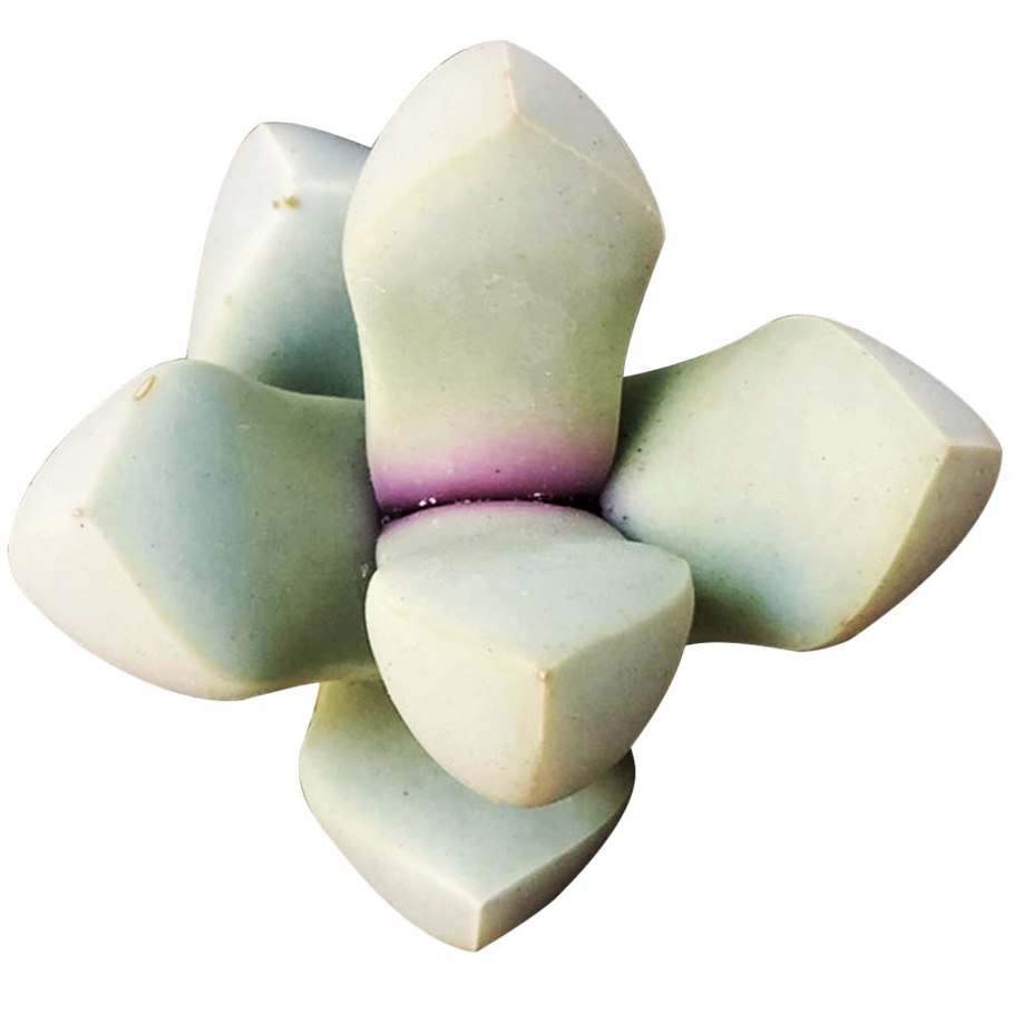 Лапидария растение