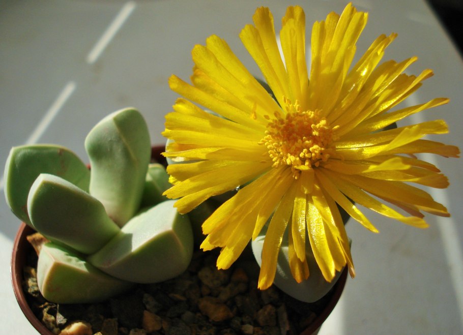 Рыба лапидария