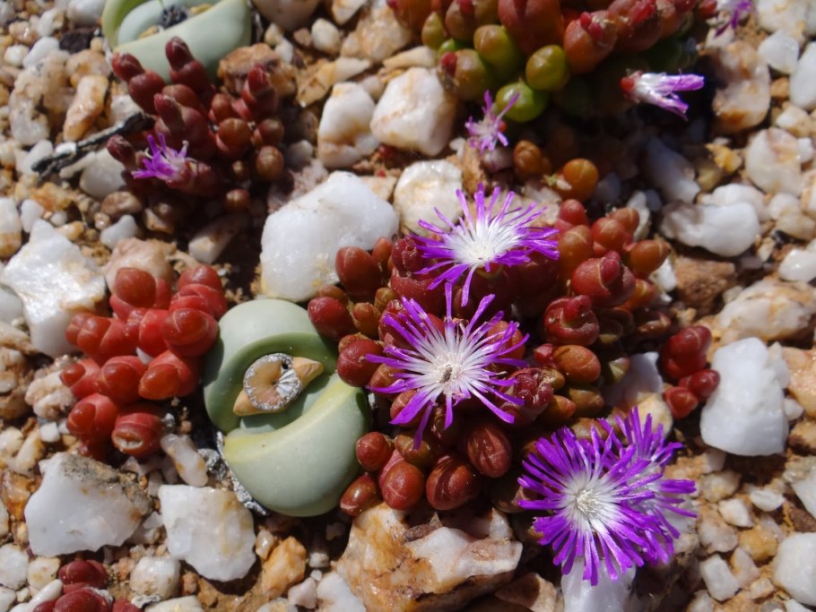 Лапидарий определение