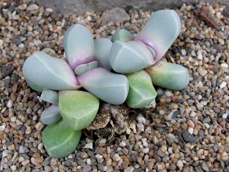 Суккулент лапидария Маргарет