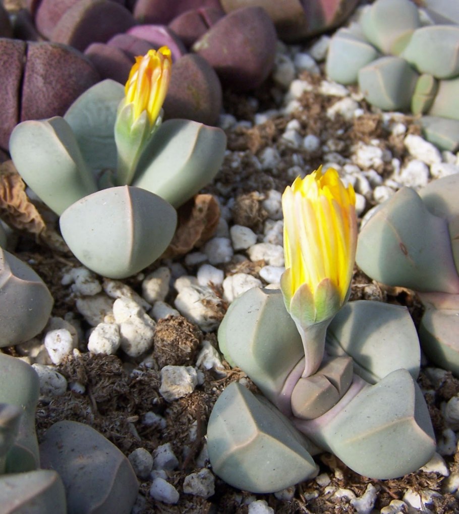 Литопс Маргарет