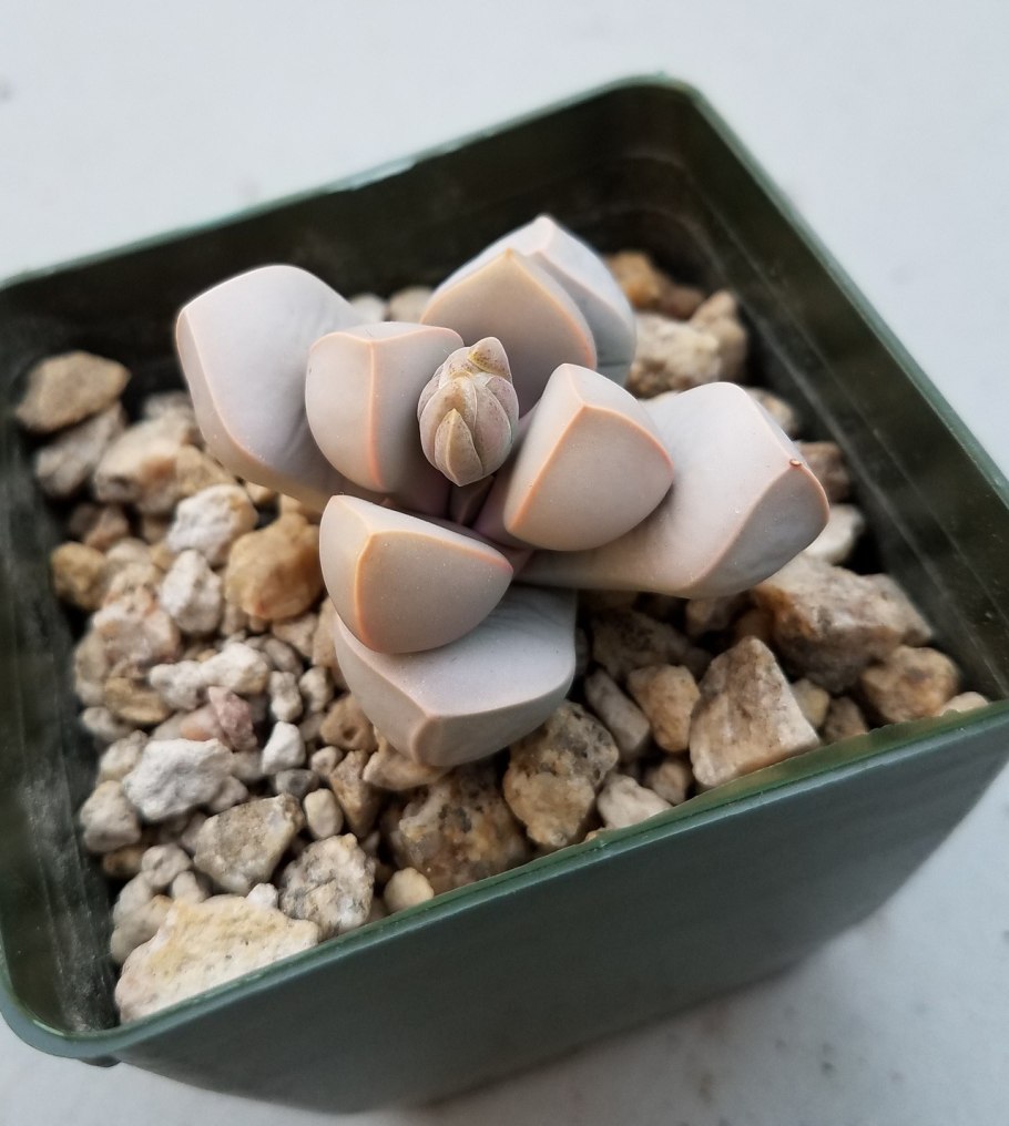 Haworthia decipiens v. xyphiophylla