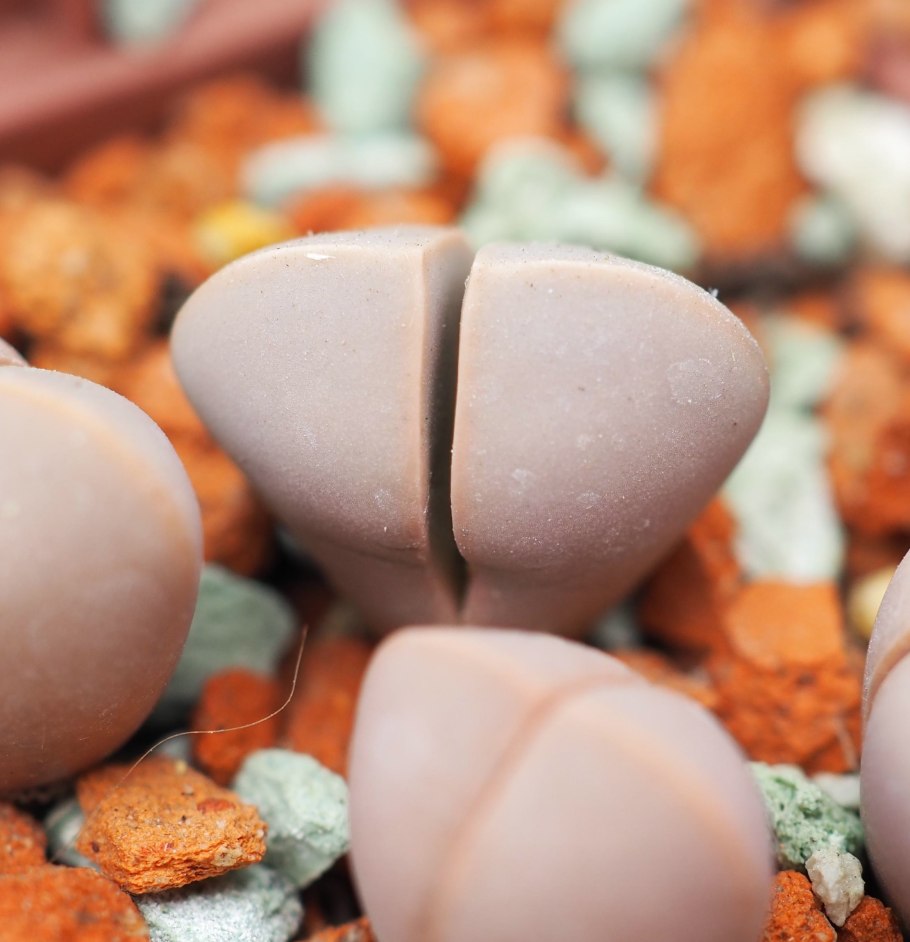 Лапидария Маргарет